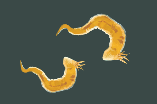 Tentacled Lagoon Worm2